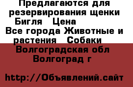 Предлагаются для резервирования щенки Бигля › Цена ­ 40 000 - Все города Животные и растения » Собаки   . Волгоградская обл.,Волгоград г.